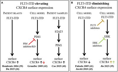 The interplay of FLT3 and CXCR4 in acute myeloid leukemia: an ongoing debate